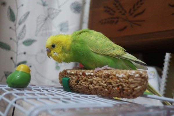 キミはだれッピか？