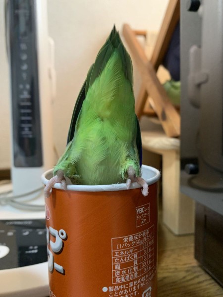 探索中のおちり