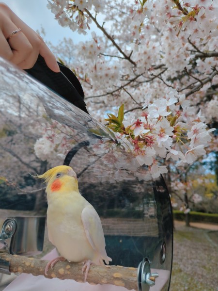 お花見
