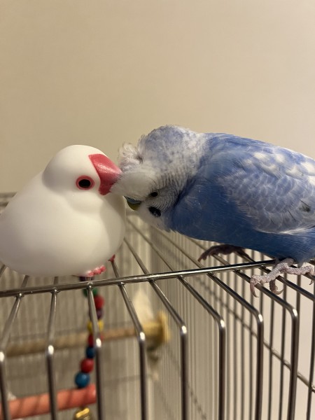 文鳥の手も借りたいくらい
