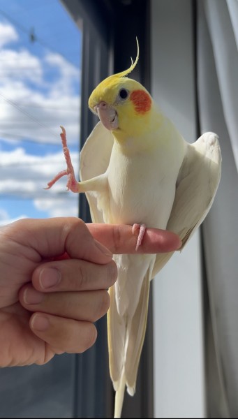 あんよでリズムをとりながら歌うのが大好きなオカメインコの紅丸です