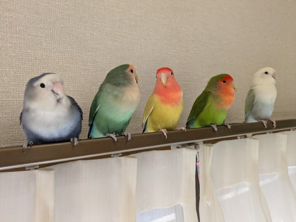仲良しレンジャーズ