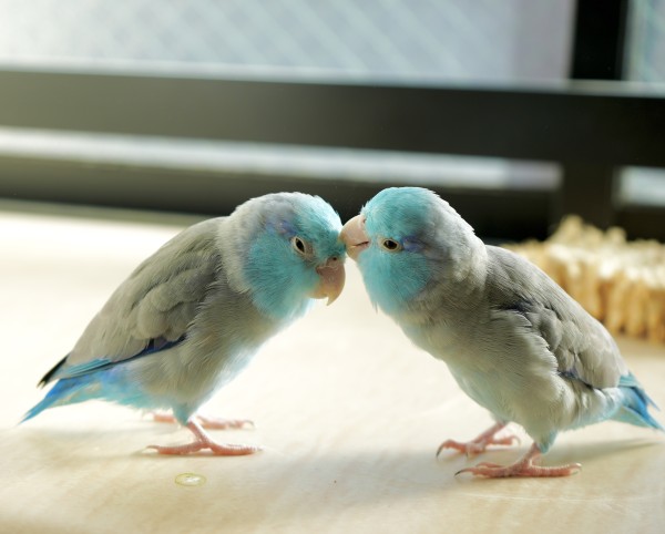 幸せの青い鳥