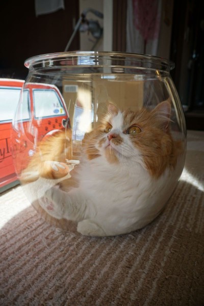 金魚鉢