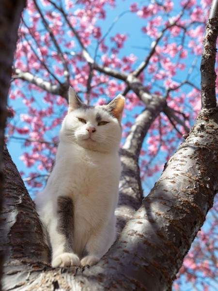 桜の木に昇り自信たっぷり