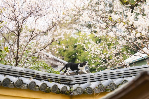 桜の散歩道