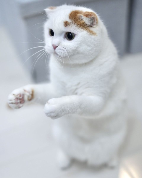 もうすぐ二足歩行