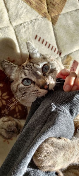 がぶっ