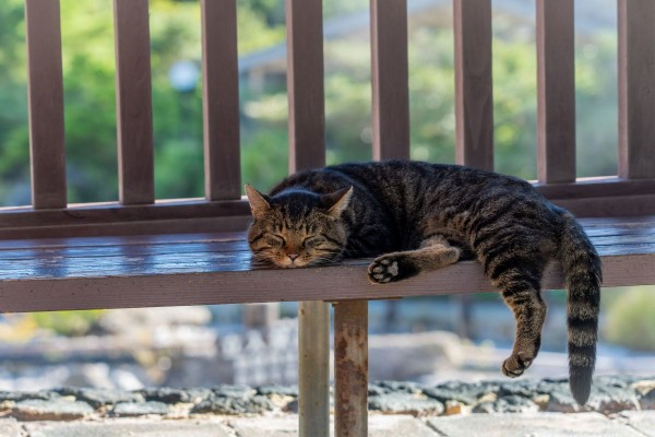 ひるねこ