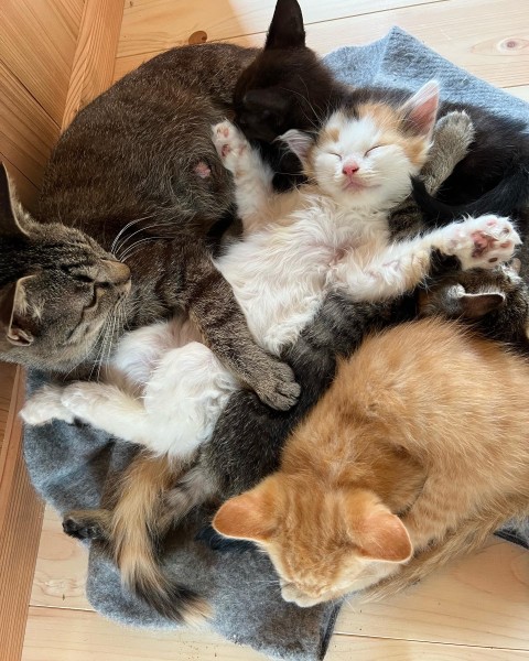他の子猫達に紛れクッション代わりにヘソ天でくつろぐ三毛猫