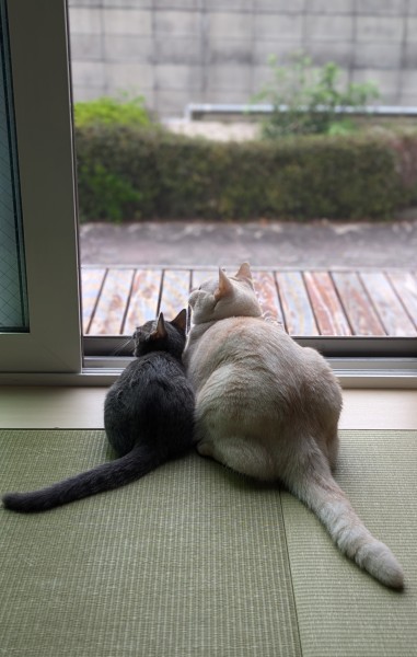 生まれて初めてのカラスに興味津々、お兄ちゃんと