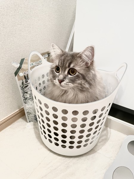 アグの日常