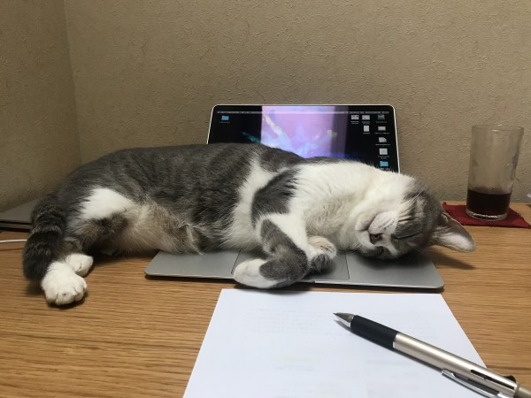 ネコハラで、在宅勤務ができません