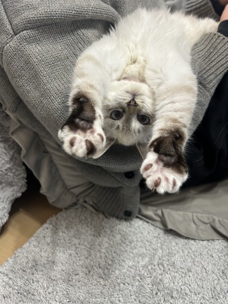 逆さから見ても可愛い！全方位美人の我が家の愛猫です！