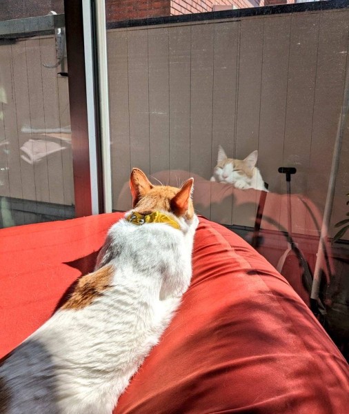 最近朝起きて探すと、人をダメにするソファでいつも日向ぼっこをしています。猫もダメになっちゃうんですね笑