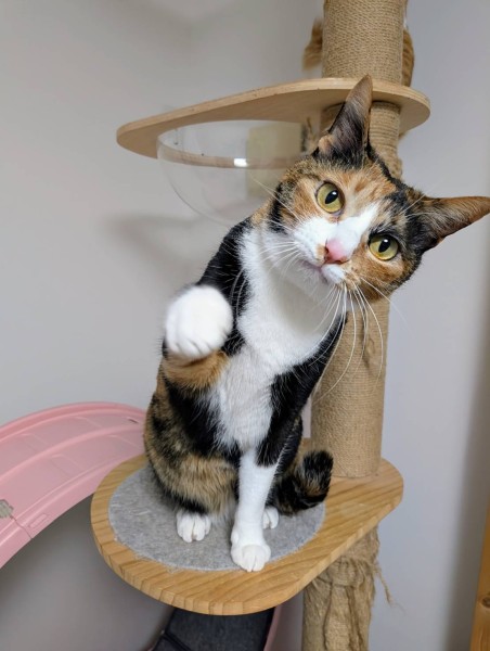 招き猫