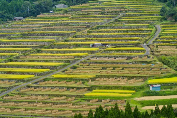 日本の棚田百選 坂元棚田の掛け干し