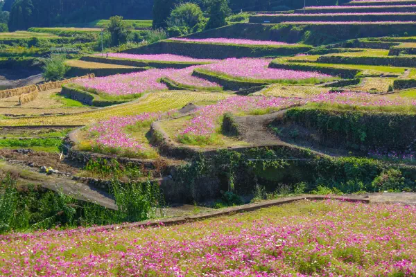コスモス棚田