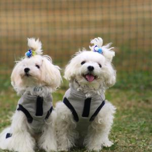 スーパーマン 参上 命のポーズ 動物 犬 Ganref