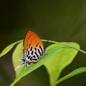 毒をもつ蝶たち | GANREF