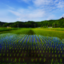 軽井沢（長野県）