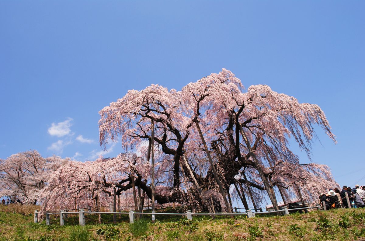 三春滝桜（福島県）