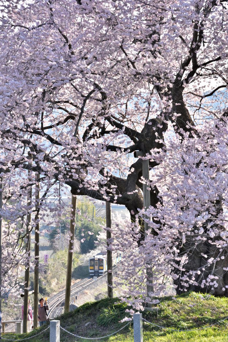 戸津辺の桜（福島県）