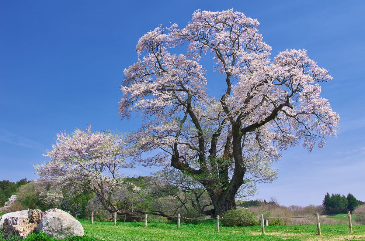 塩ノ崎の大桜（福島県）