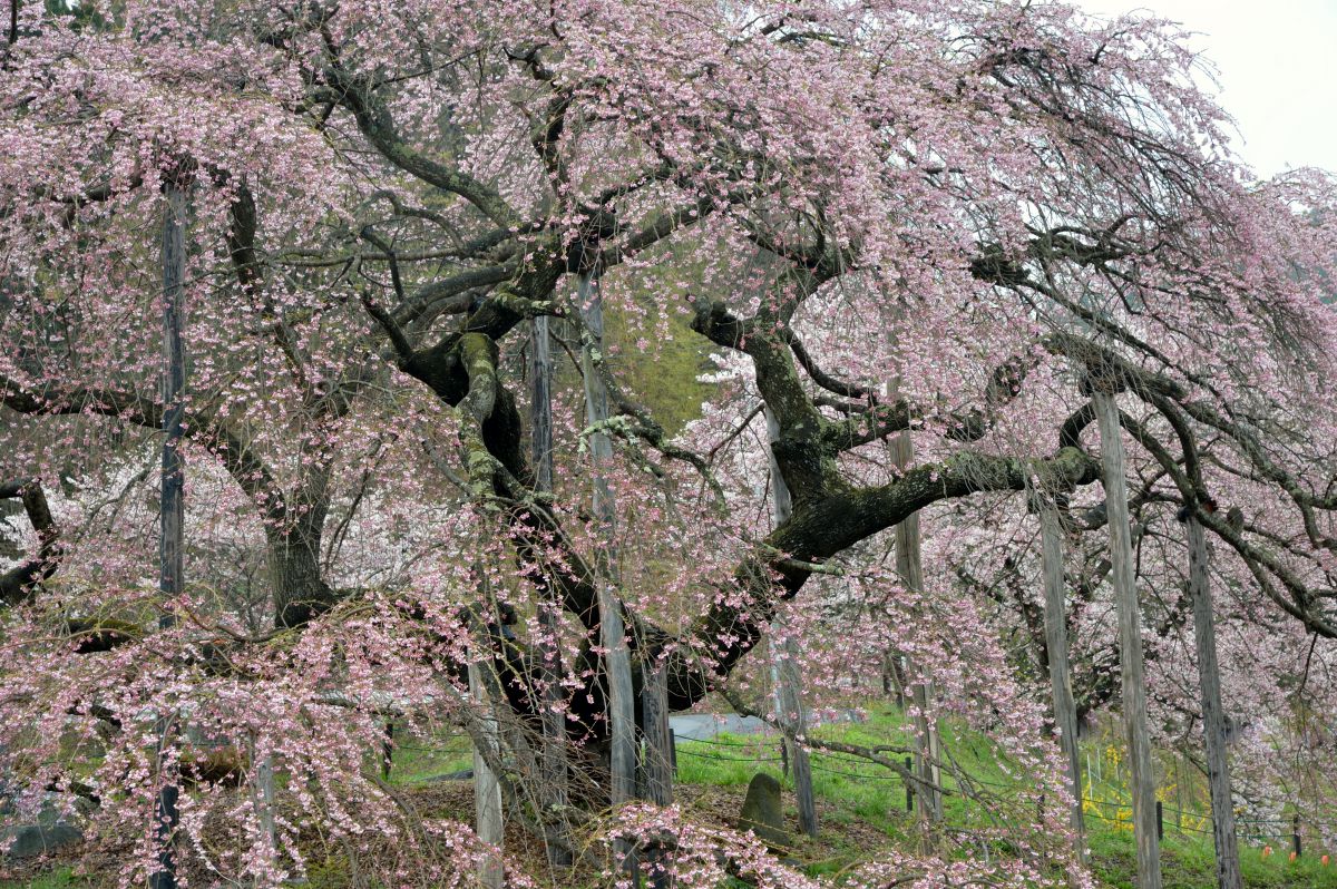 中島の地蔵桜（福島県）