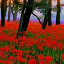 早川渕