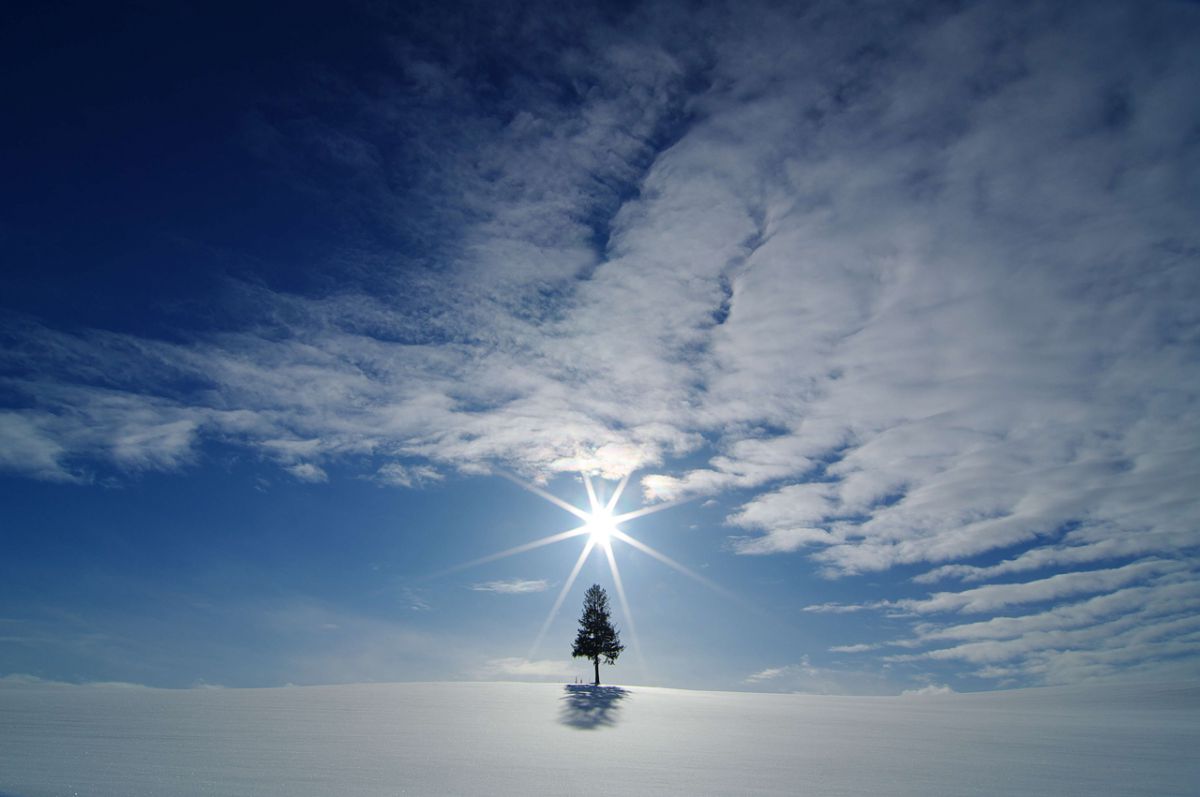 クリスマスツリーの木（北海道）