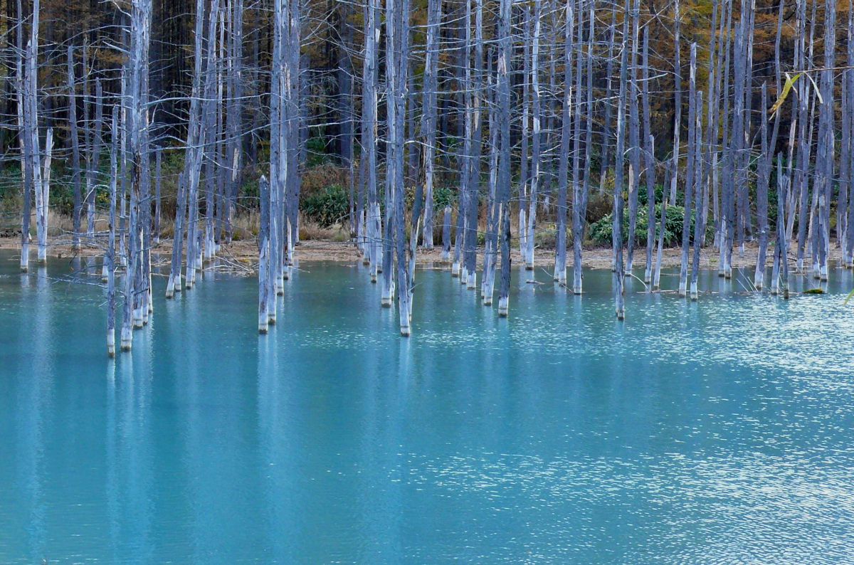 白金の青い池（北海道）