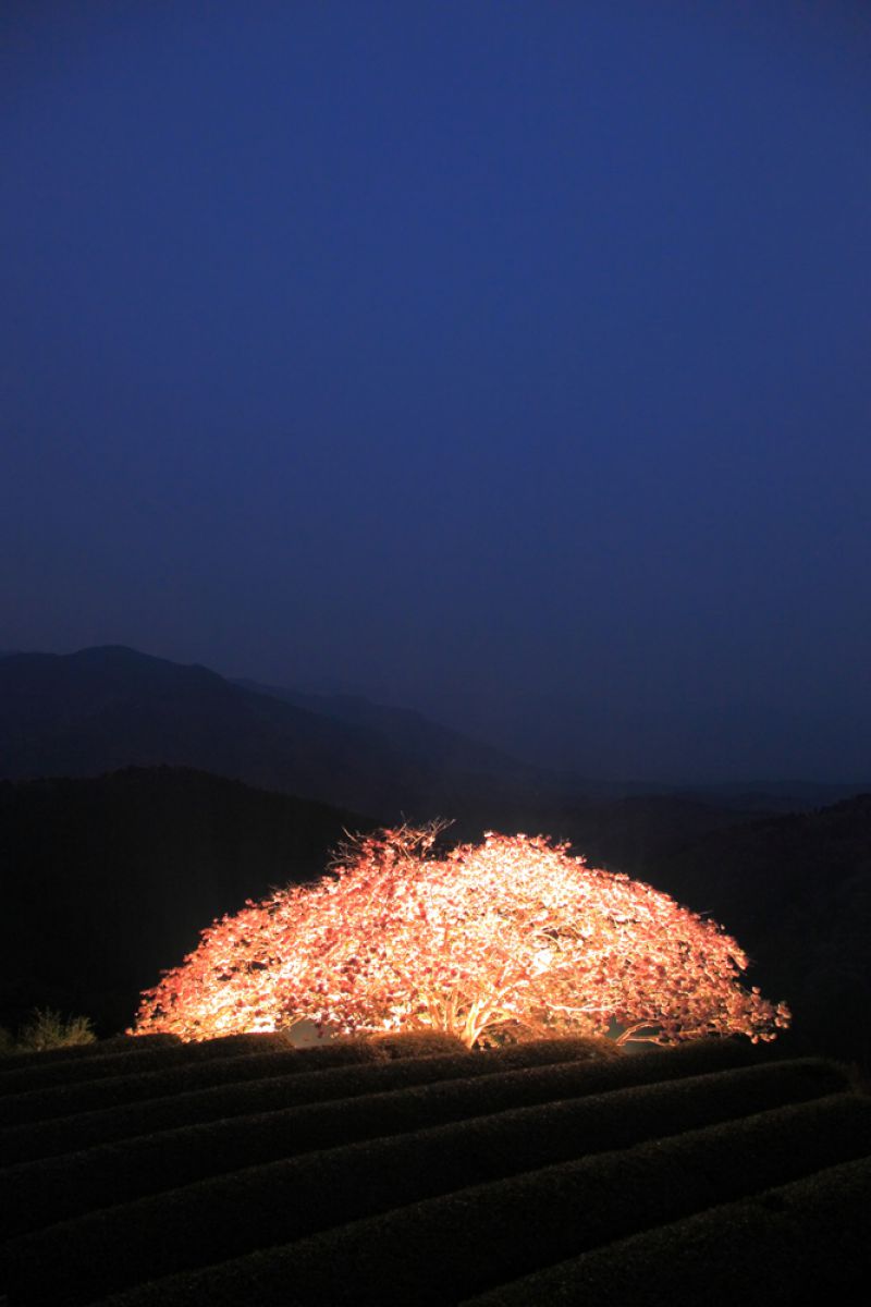 遠山桜（熊本県）