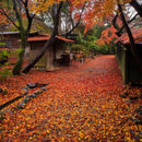 京都　嵐山公園