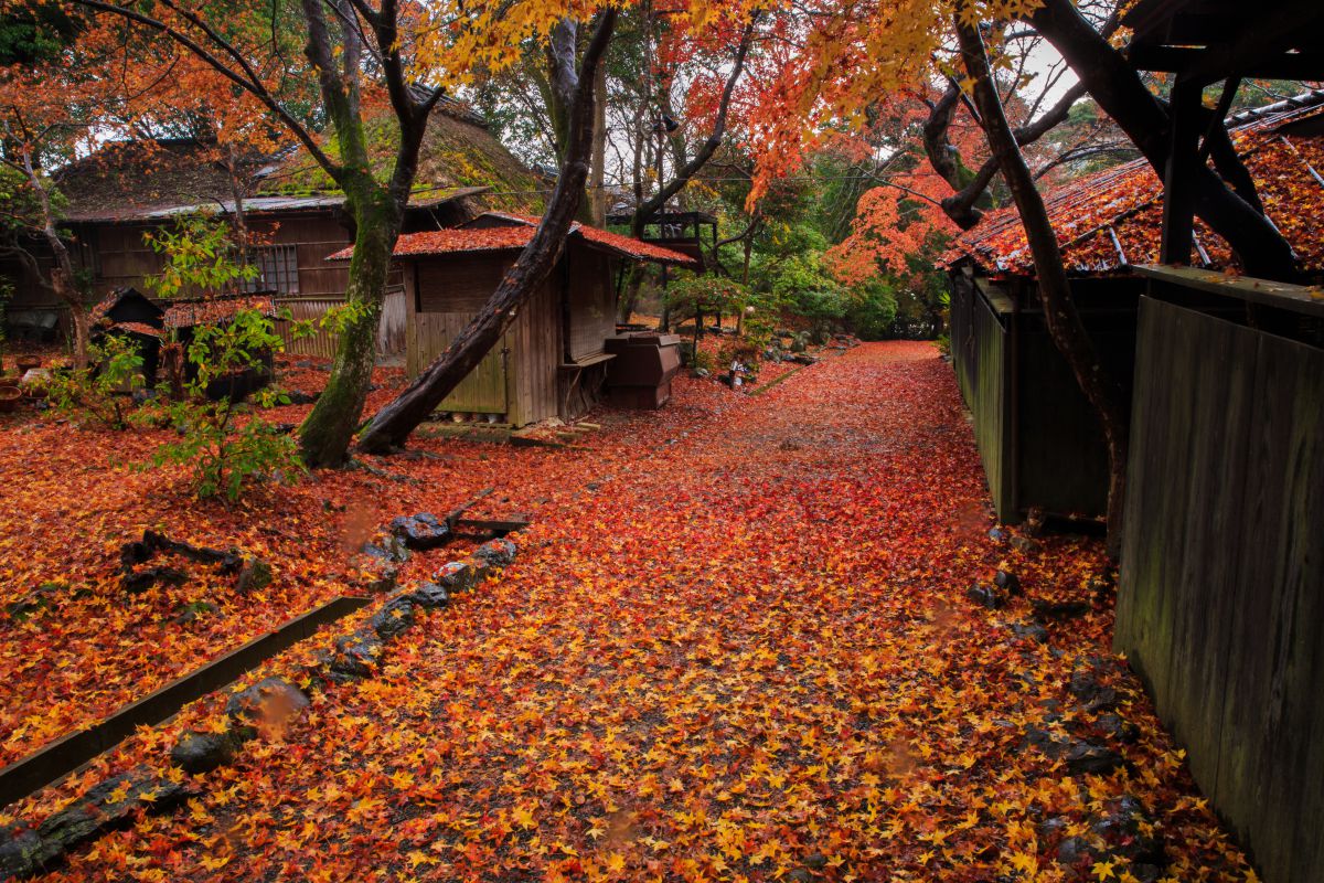 京都　嵐山公園（京都府）