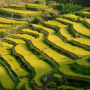 丸山千枚田