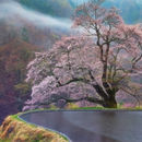 駒つなぎの桜