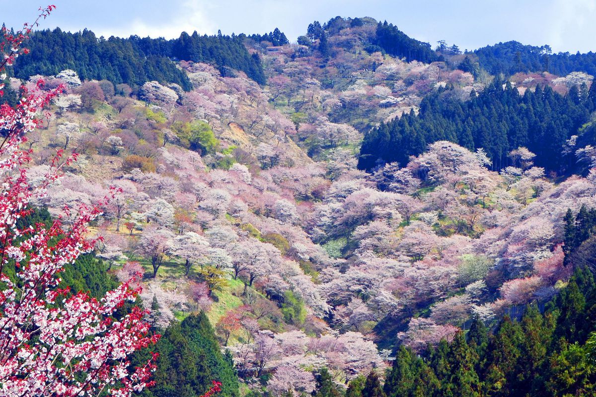吉野山の桜（奈良県）