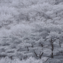 霧氷