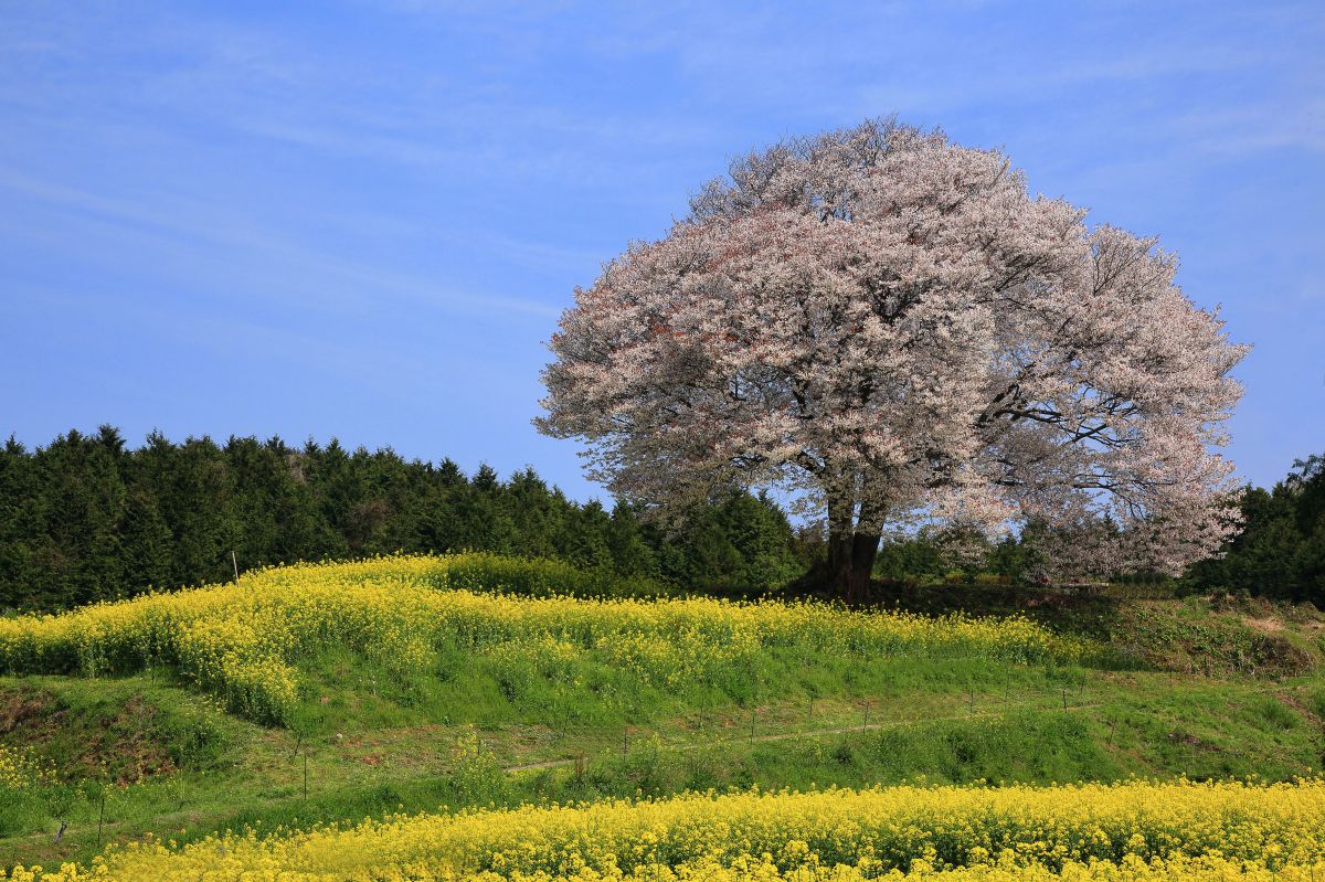 馬場の山桜（佐賀県）