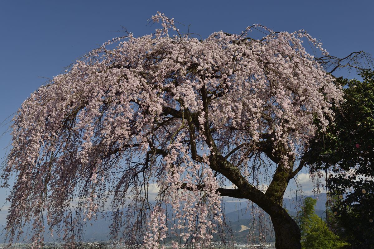 古田の枝垂れ桜