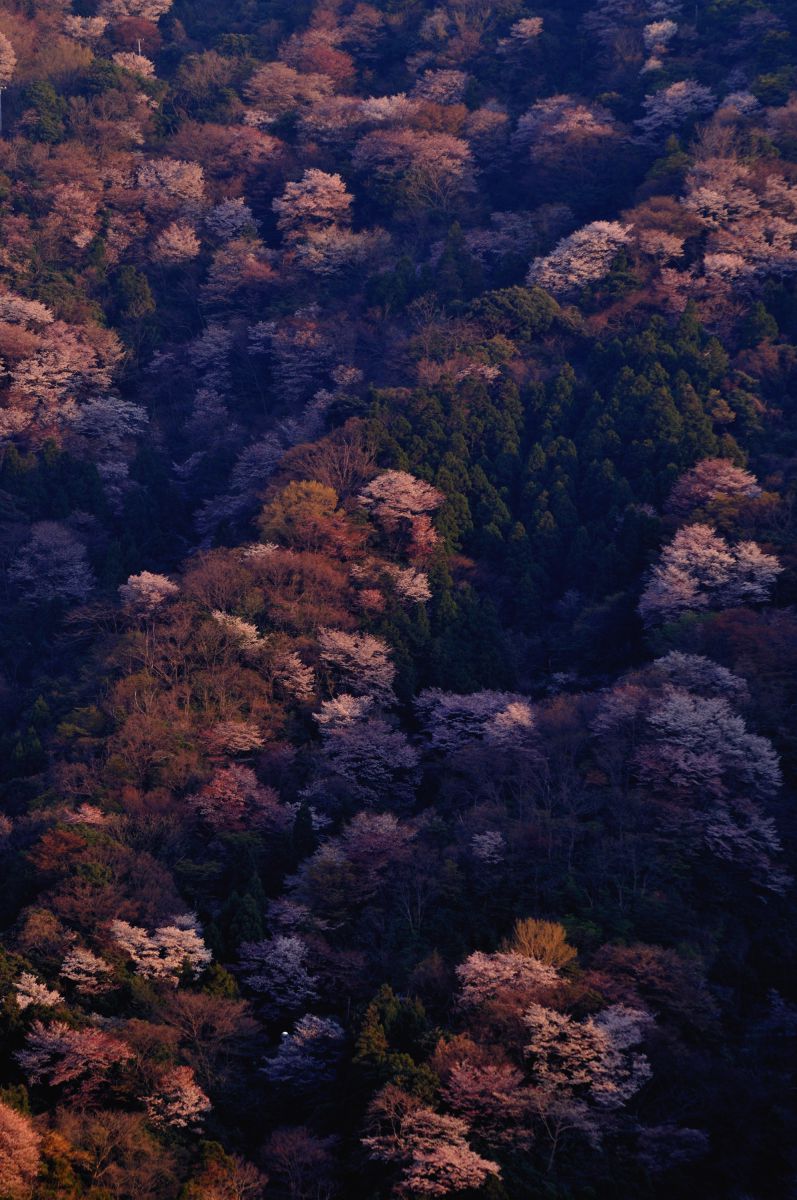 神子の山桜（福井県）