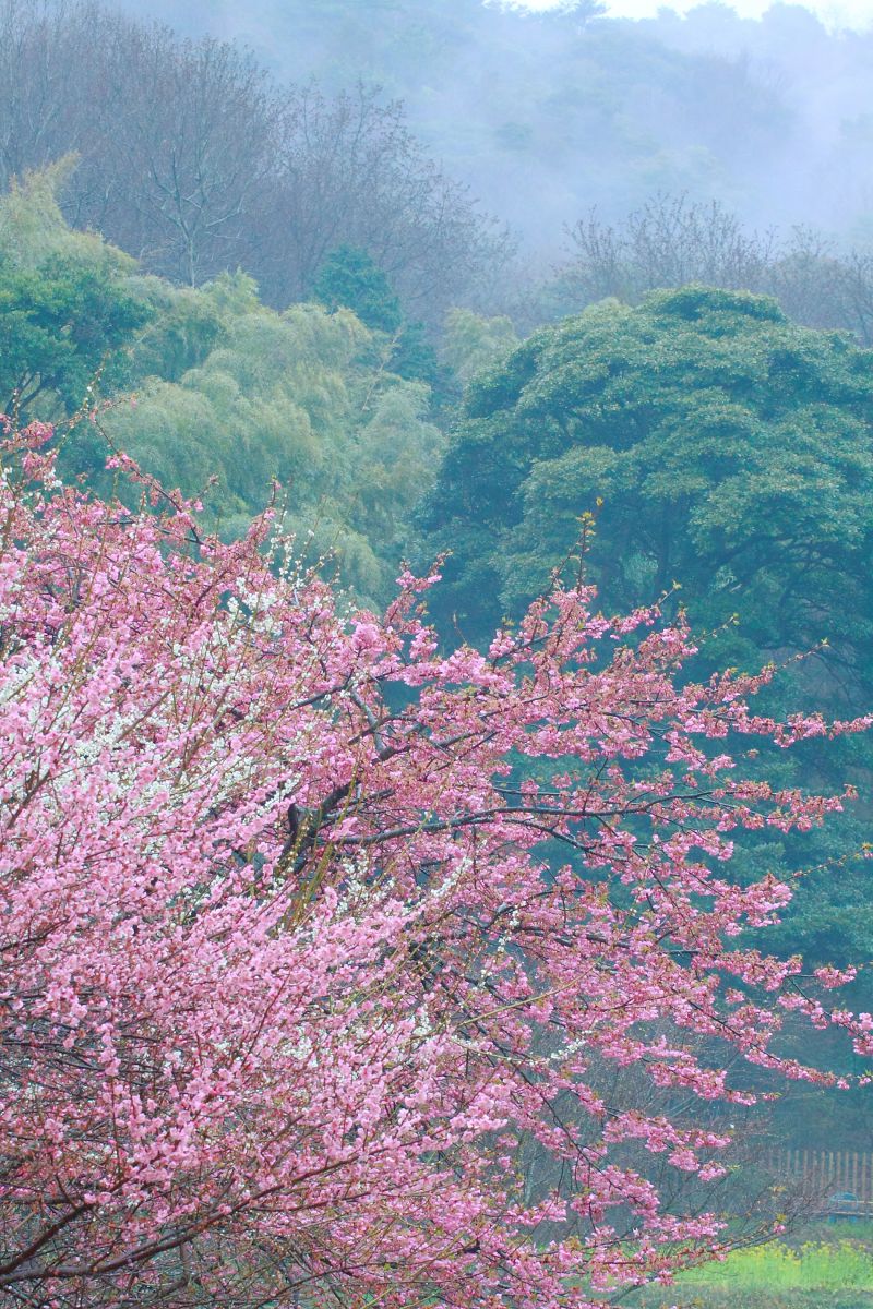 白野江植物公園（福岡県）