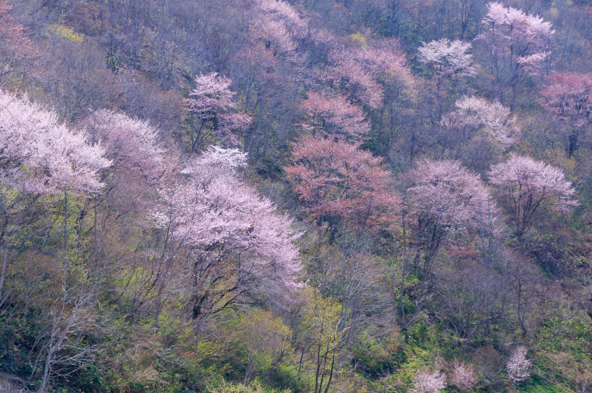 戸赤の山桜（福島県）