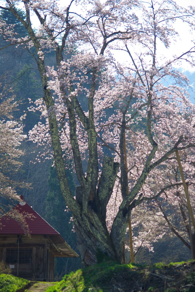 うえんでの桜（福島県）