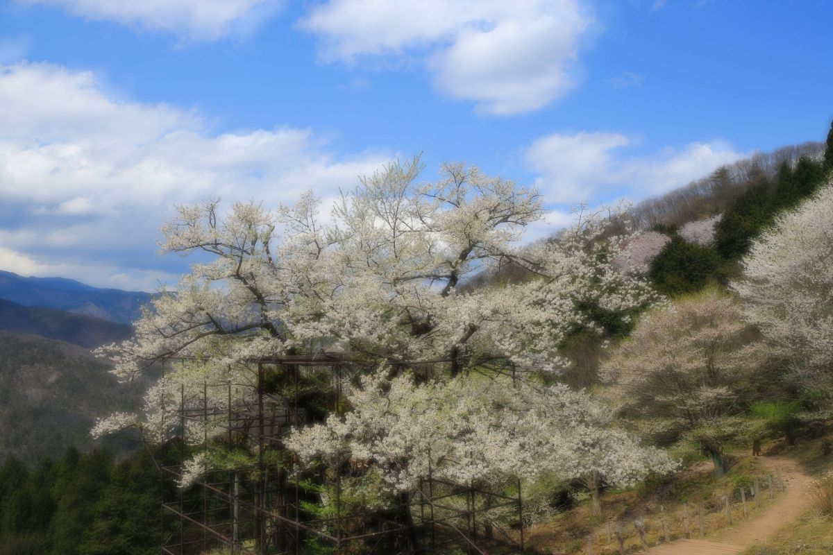 樽見の大桜（兵庫県）