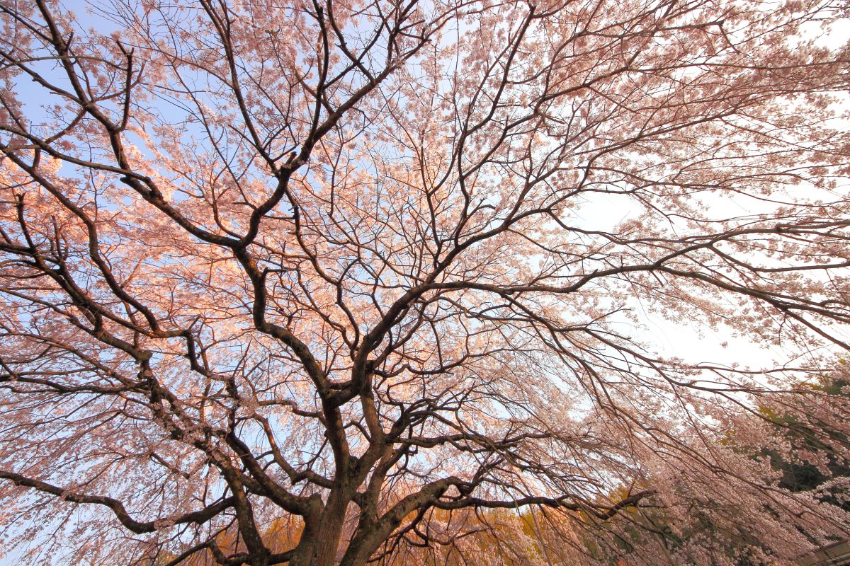 堀池のしだれ桜（香川県）