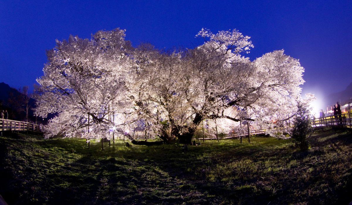 一心行の大桜（熊本県）