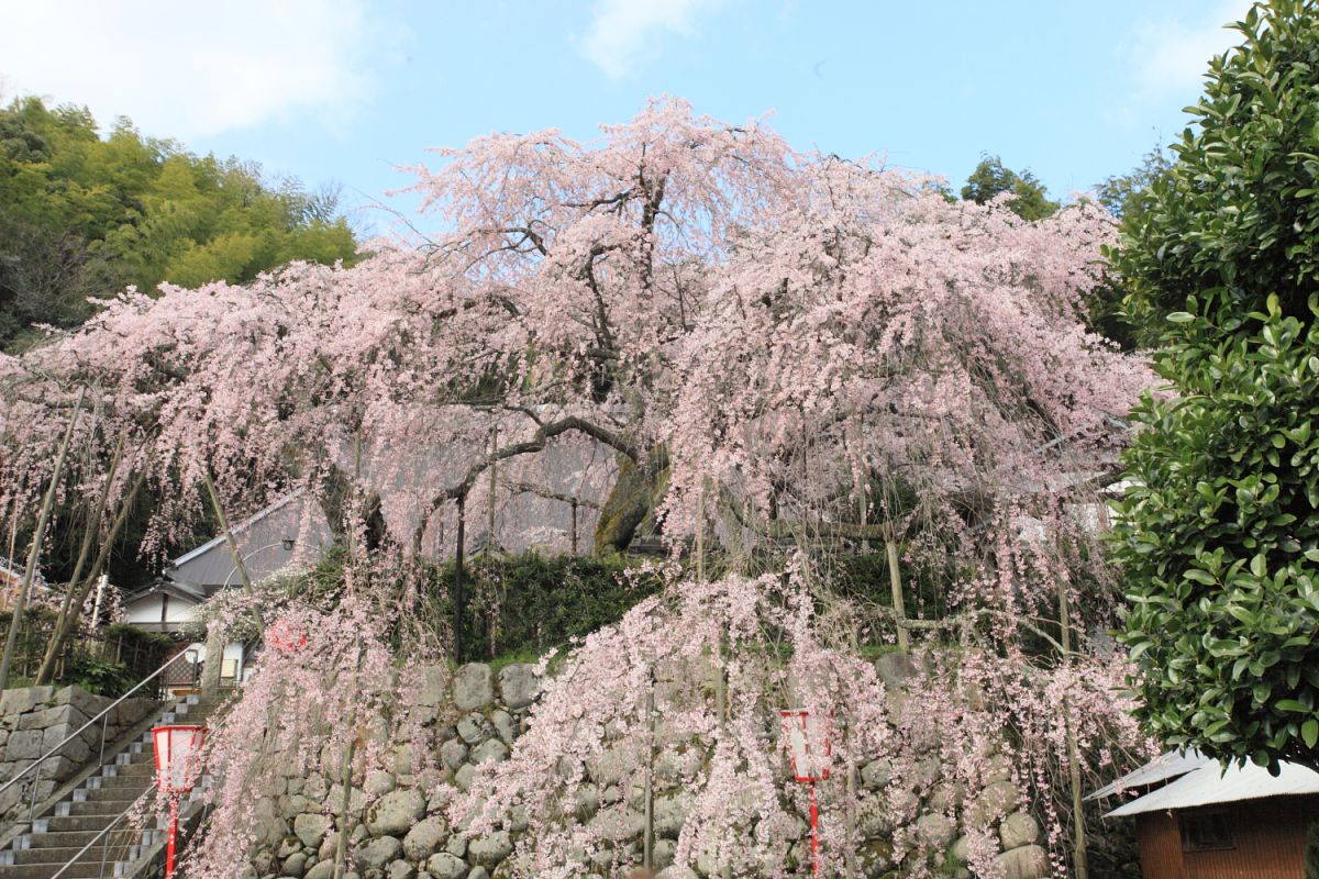 吉田のしだれ桜（京都府）