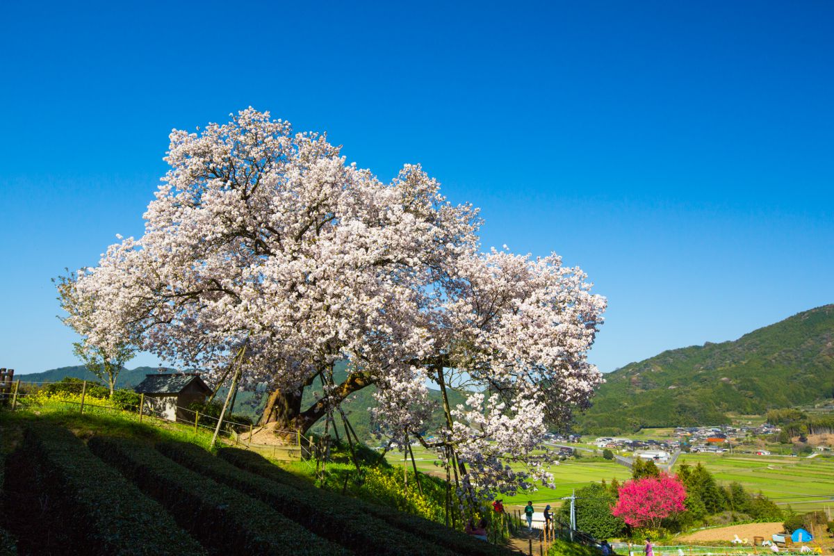納戸料の百年桜（佐賀県）